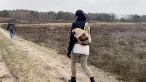 Handicapped Pug goes for walkies in baby sling