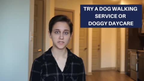 Having a Dog in an Apartment - Quick Tips, and important