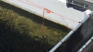 Fish Hatchery fish strike at red string