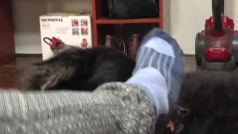 Border Collie playing with feet