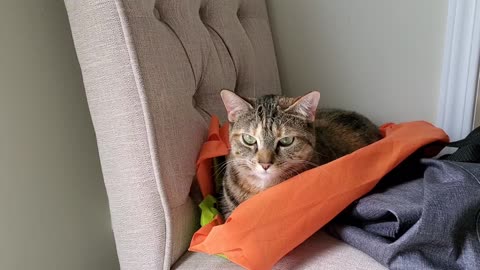 Cat laying on grocery bags