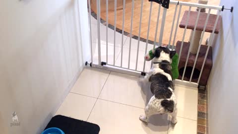 French Bulldog struggles to bring toys through gate