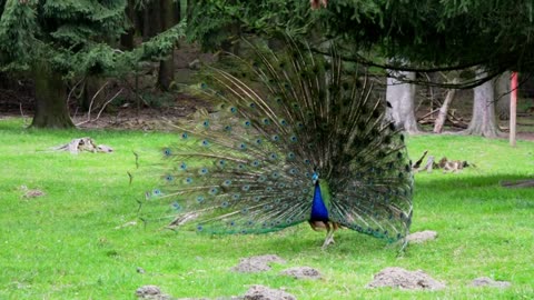 Watch a beautiful peacock spread out its beautiful feathers with great music