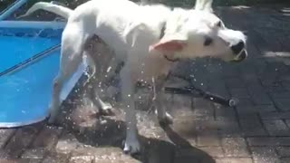 Slow motion video of white dog getting out of pool with tennis ball in mouth shaking off water