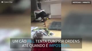 Cão tenta obedecer pedido impossível de dona