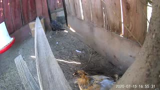 Chicken Dirt Bath Molly
