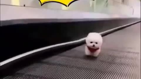 Puppy going up escalator