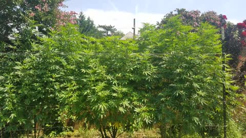 2021 Outdoor Cannabis Garden Tour | Garden Update [#13]