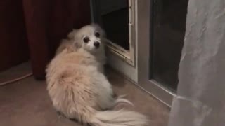 White fluffy dog near red curtain looks at owner