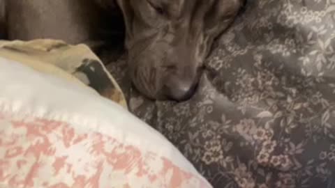 My baby sleeping on my pillows