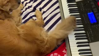 Pup Plays Piano with Tail