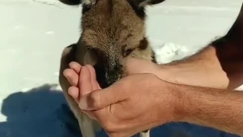 Thirsty kangaroo joey drinks water from person's hands