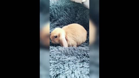 Funny and Cute Bunny video