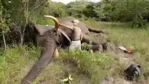 If You've Never Heard An Elephant Sleeping, Make The Sound Louder. | #Shorts #topchannel