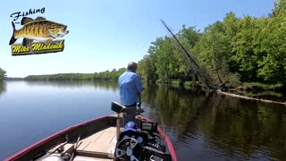 Menominee River topwater smallmouth in the wood.