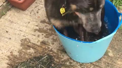 Goofy Dog Climbs Into Water Bucket, Hilariously Falls Over