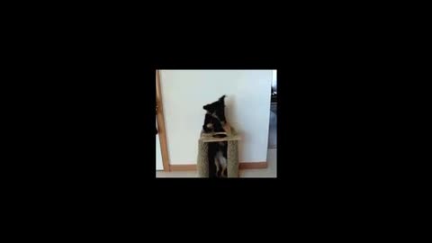Doggie Videos - Version 4
