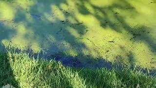 Captive Frog Frog Screeches to Secure Release