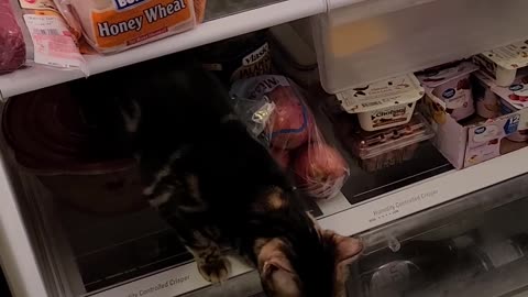 Uffda come out of the fridge.