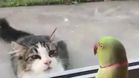 Parrot vs Catie funny