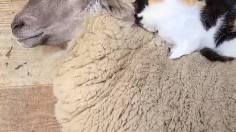 Cat snuggling with a happy sheep.