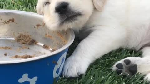 Tired Pup Sleeps On Dog Bowl
