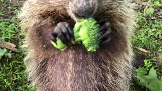 Stewie the Groundhog Munching on Veggies