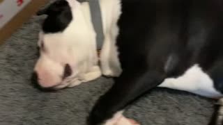Cute Bulldog adorably yips in his dream