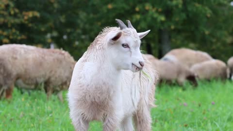 pretty little goat