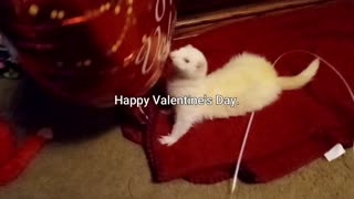Happy Valentine's Day from a much older. Snowball.