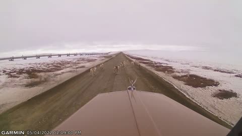 Herding Caribou