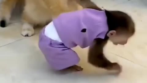 Small monkey playing with cat