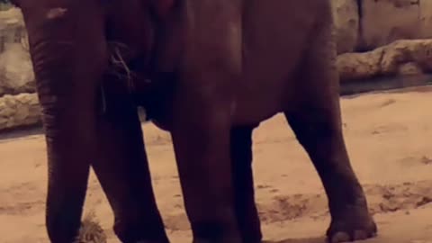 The largest elephant you will ever see