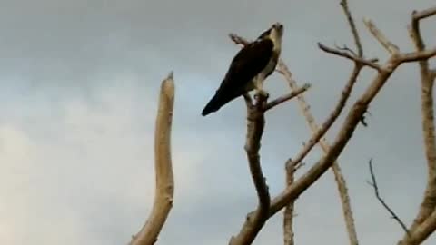 Big beautiful osprey