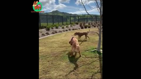 Dog playing with a Branch 🐶 Funny Animals