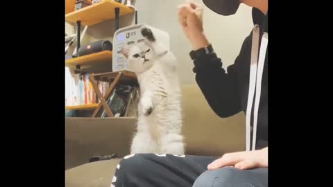 a cat imitating a person