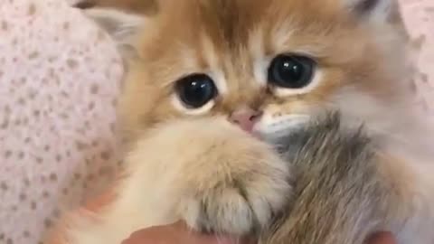 Such a cute kitten Isn’t she sooooo lovely?