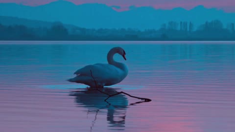 Goose frolic in the lake
