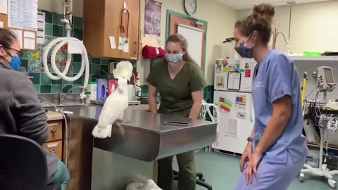 A male umbrella cockatoo socializing with Vet Hospital Staff -- funny video