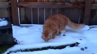 Large orange cat walks through snow for the first time