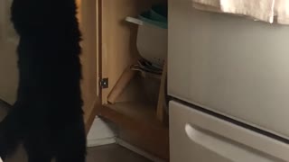 Odd Kitty Loves Opening Cabinets