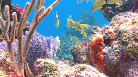 Multicolored Reef With Yellow Fish