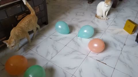 Cat Afraid of Balloons!! Cute Cat!!