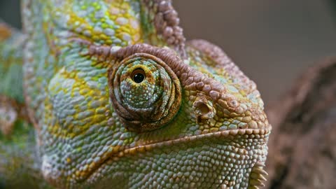 Chameleon looking 360 Degree for hunting