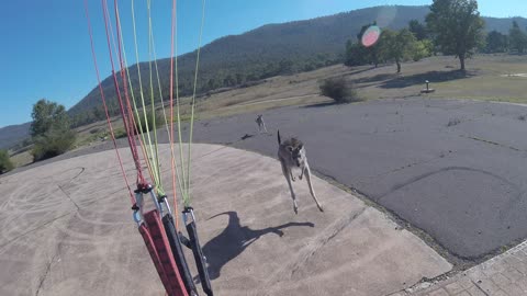 Curious Kangaroo Charges Paraglider