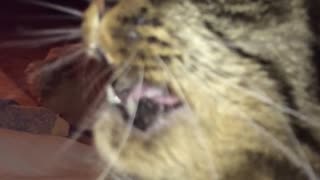 Cat Suffers Brain Freeze From Eating Ice Cream Too Fast