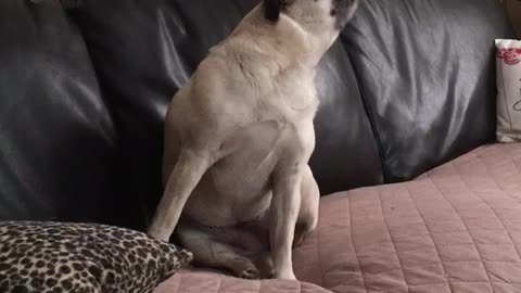 Itchy Pug