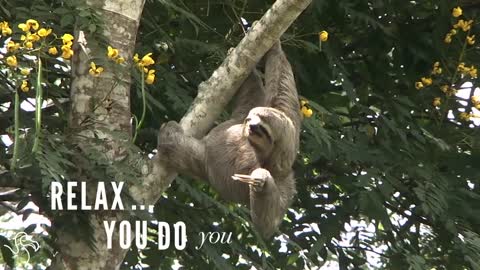 Sloths Aren't Slow, They're Just Super Chill