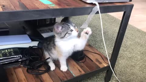 Cute baby cat playing with wire