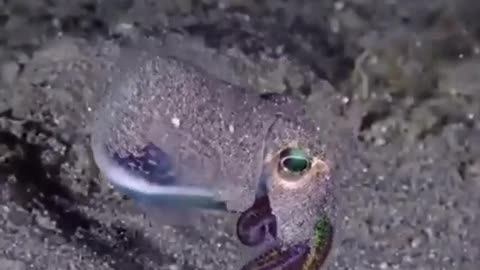 CUTTLEFISH ARE ABLE TO RAPIDLY CHANGE THE COLOR OF THEIR SKIN TO MATCH THEIR SURROUNDINGS